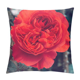 Personality  Red Rose In The Park. Plant Lover Concept. Minimal Pillow Covers