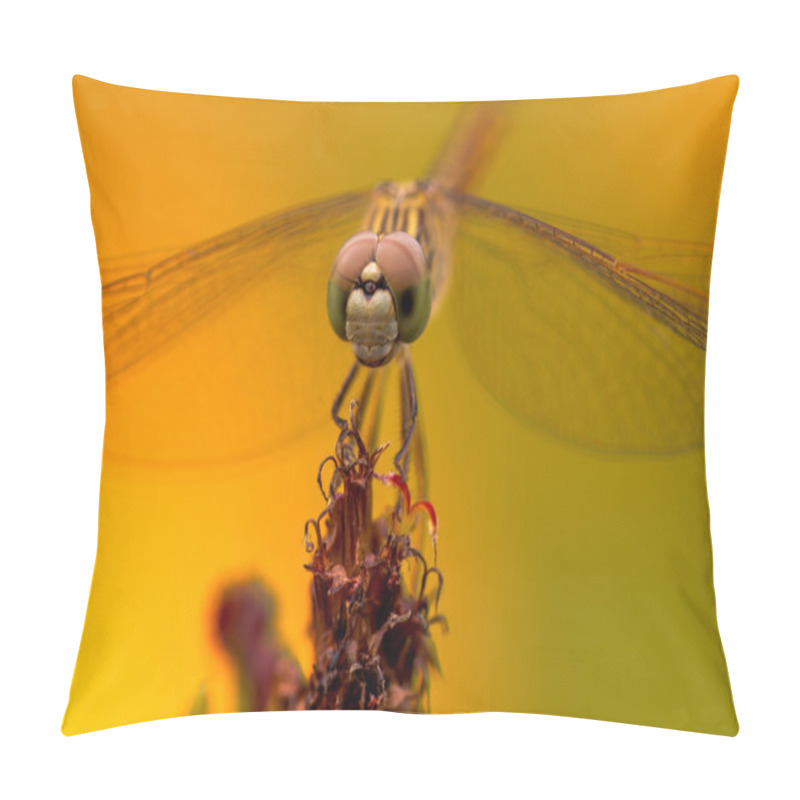 Personality  Dragonfly Face Close Up Pillow Covers