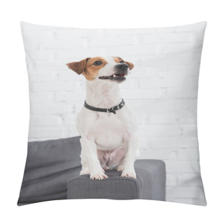Personality  Jack Russell Terrier Looking Away While Sitting On Sofa Pillow Covers