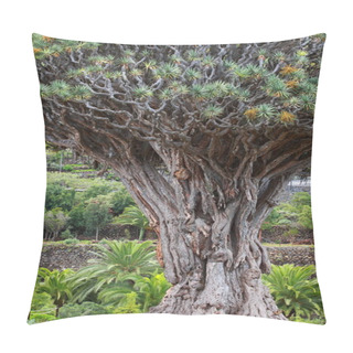 Personality  Millennial Drago Tree At Icod De Los Vinos, Tenerife Island , Spain Pillow Covers