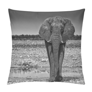 Personality  Elephant Walking On The African Savannah Of Etosha. Namibia. Bw Version Pillow Covers