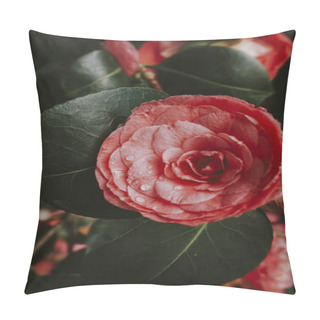 Personality  Blooming Japanese Camellia In The Wild Pillow Covers
