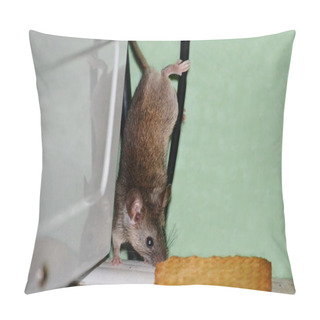 Personality  Small Animals Pillow Covers