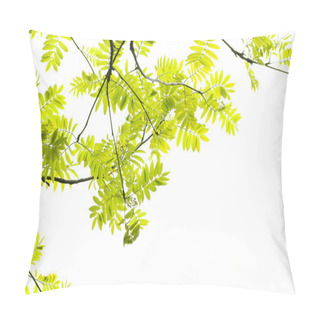 Personality  Fresh, Spring Leaves Of Mountain Ash Tree Pillow Covers