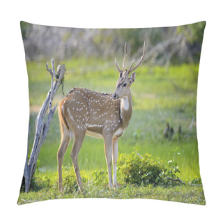 Personality  Wild Spotted Deer Pillow Covers