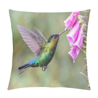 Personality  A Side Shot Of A Fiery-throated Hummingbird Feeding On A Foxglove Flower At A Garden In The Cloudforest Of Costa Rica Pillow Covers