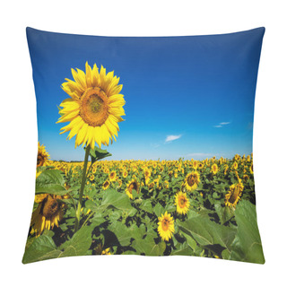 Personality  Sunflowers Blooming In Rural Field Against Blue Sky Pillow Covers