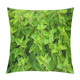 Personality  Marjoram Pillow Covers