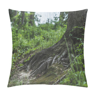 Personality  Tree Roots With Ground Covered With Moss In Forest Pillow Covers