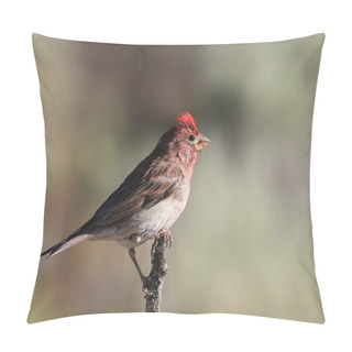 Personality  Cassin's Finch (male) (haemorhous Cassini) Pillow Covers
