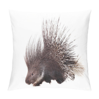 Personality  Indian Crested Porcupine On White Pillow Covers