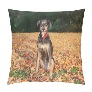 Personality  Funny Cute Female Dog Sitting On Ground In Park Among Autumn Fall Yellow Red Leaves. Adorable Domestic Canine Animal Outdoor. Pillow Covers