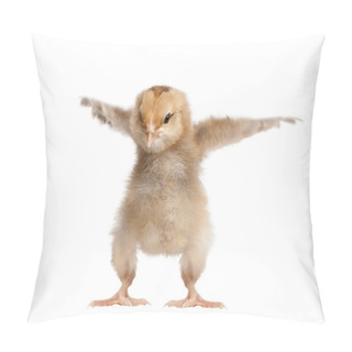 Personality  Araucana Chicken, 8 Days Old, In Front Of A White Background Pillow Covers