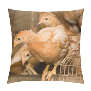Personality  Chickens. Poultry Farm Pillow Covers