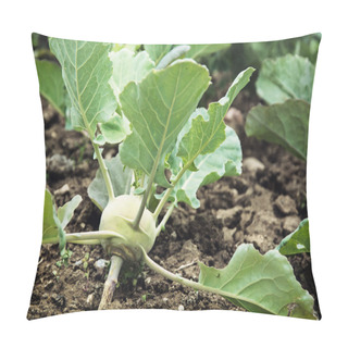 Personality  Kohlrabi Planted In The Garden Pillow Covers