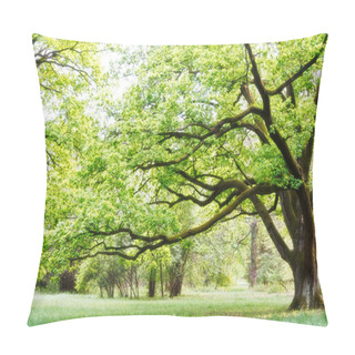 Personality  Tree, Park Pillow Covers