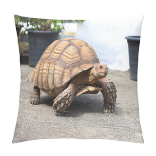 Personality  Sulcata Tortoise Walking On Cement Floor Pillow Covers