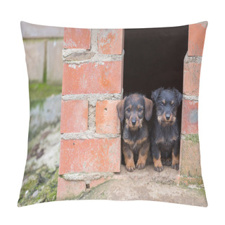 Personality  Small Brown Dachshunds Pillow Covers