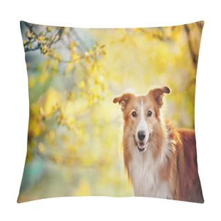 Personality  Border Collie Portrait On Sunshine Background Pillow Covers