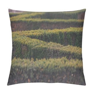 Personality  English Garden. Green Hedge In Rows Edgewise From Above, Concept Maze Geometric Nature Public Park, Topiary Garden Art, Abstract Structure Pattern, Symmetry Labyrinth. Decorative Ornamental Season Pillow Covers