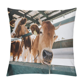 Personality  Portrait Of Domestic Beautiful Cow Standing In Stall At Farm Pillow Covers
