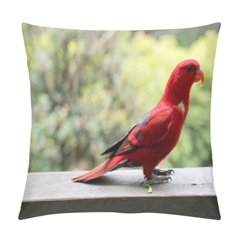 Personality  The Red Lory Is A Bright Red Bird With A Bit Of Blue And Black On Its Wings Pillow Covers
