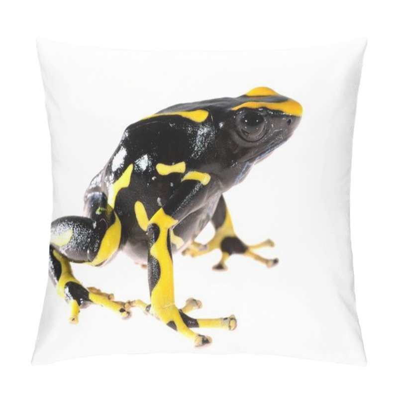 Personality  Yellow dyeing dart frog Dendrobates tinctorius allanis isolated on white pillow covers