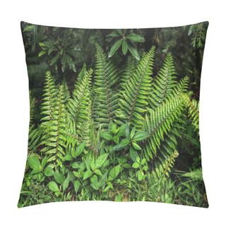 Personality  Close-up View Of Beautiful Green Fern Growing In Indian Himalayas, Dharamsala, Baksu Pillow Covers