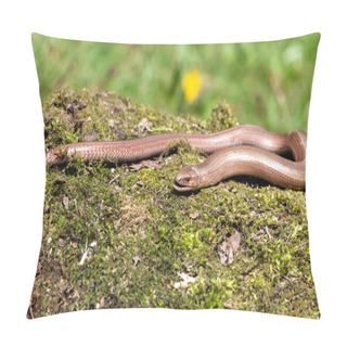 Personality  Slow Worm (Anguis Colchica) From Czech Republic. Pillow Covers