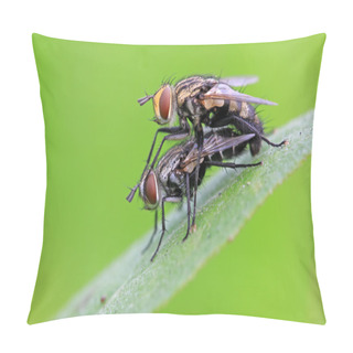 Personality  Two Muscidae Insects Mating Pillow Covers