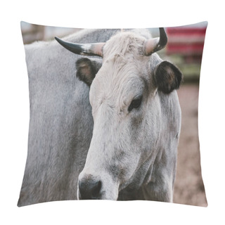 Personality  Close Up View Of Domesticated Bull At Zoo Pillow Covers