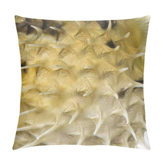 Personality  Close-up On A Skin Of A Yellow Long-spine Porcupinefish (fish) Pillow Covers