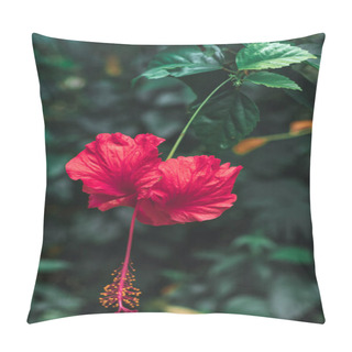 Personality  Close Up Of Hibiscus Flower In The Jungle. Bali Island. Pillow Covers