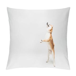 Personality  Playful Shiba Inu Dog Standing On Hind Legs And Looking Up On Grey Background With Copy Space Pillow Covers