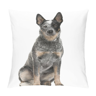 Personality  Australian Cattle Dog Sitting In Front Of A White Background Pillow Covers