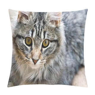 Personality  Portrait Of A Beautiful Cat Kitten Pillow Covers