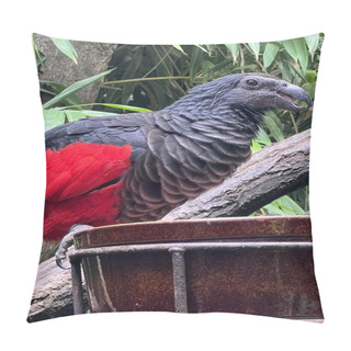 Personality  A Pesquet Parrot Bird In The Wild Pillow Covers