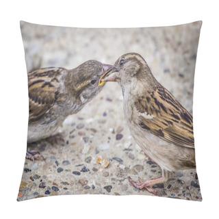 Personality  Youngling Yellow-Beak Sparrow Fed By Its Parent Pillow Covers