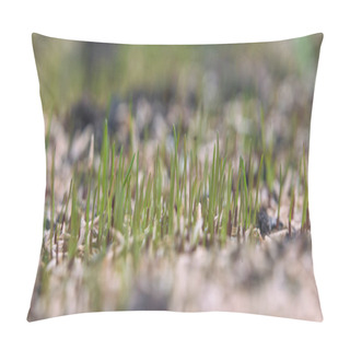 Personality  Close-up Of Sprouting Grass Seeds In The Garden. Pillow Covers