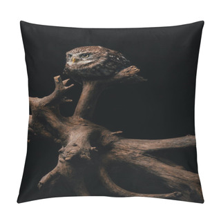 Personality  Brown Cute Wild Owl On Wooden Branch Isolated On Black Pillow Covers