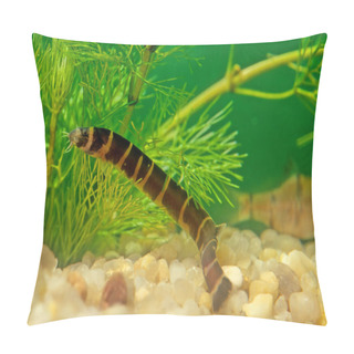 Personality  The Kuhli Loach (Pangio Kuhlii) Is A Small Eel-like Freshwater Fish  Pillow Covers