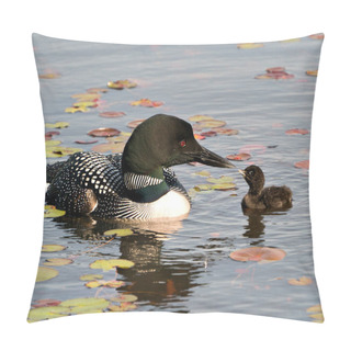 Personality  Common Loon Swimming And Kissing Baby Chick Loon With Water Lily Pads Foreground And Background And Enjoying The Miracle New Life In Their Environment And Wetland Habitat. Baby Loon.  Pillow Covers