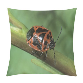 Personality  Close Up Of Shield Bug (Eurydema Dominulus) Pillow Covers