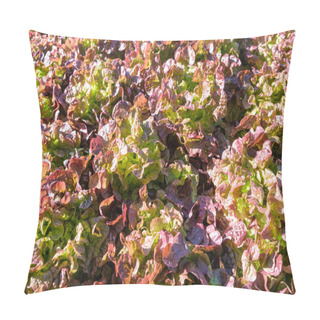 Personality  Lettuces Growing In A Garden, In The Mediterranean Sun. Pillow Covers