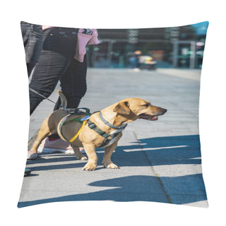 Personality  Wroclaw, Poland - September 2022: Freedom Square In Wroclaw And City Streets Full Of Small And Big Dogs At Wroclaw Dogs Parade Hau Are You Organized By Local Homeless Animal Shelter Pillow Covers