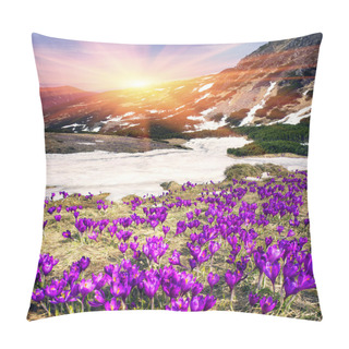 Personality  Crocuses In Carpathian Mountains Pillow Covers