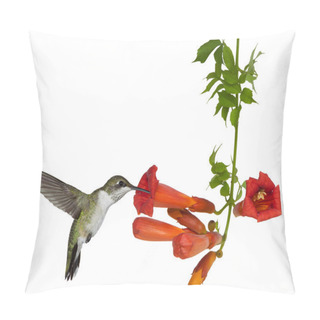 Personality  Hummingbird And A Trumpt Vine Pillow Covers