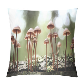 Personality  Small Mushrooms Toadstools Pillow Covers