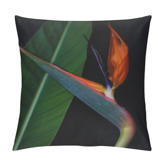 Personality  Strelitzia Or Bird Of Paradise Flower Closeup Pillow Covers