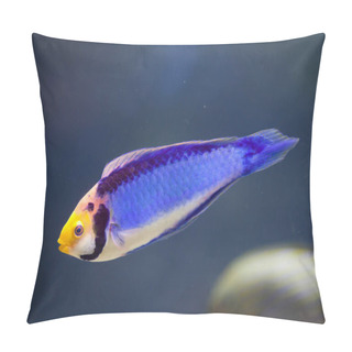 Personality  Red-eye Wrasse (Cirrhilabrus Solorensis) Pillow Covers